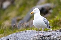Goeland argente 9044